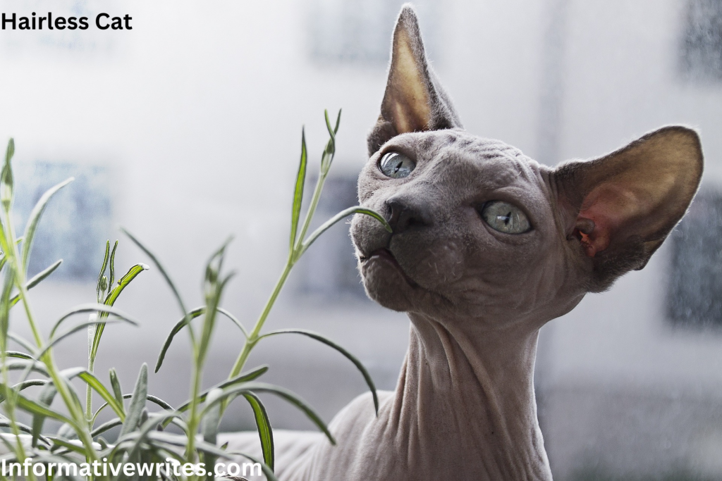 Hairless Cat